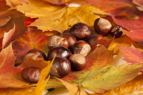 sonbahar leafes üzerinde kestane.