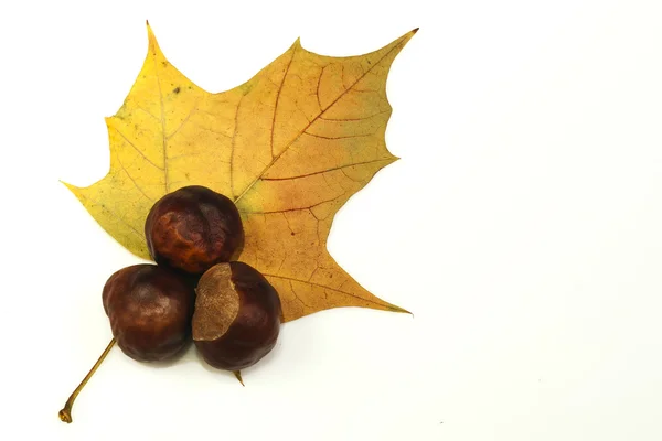 sonbahar leafes üzerinde kestane.