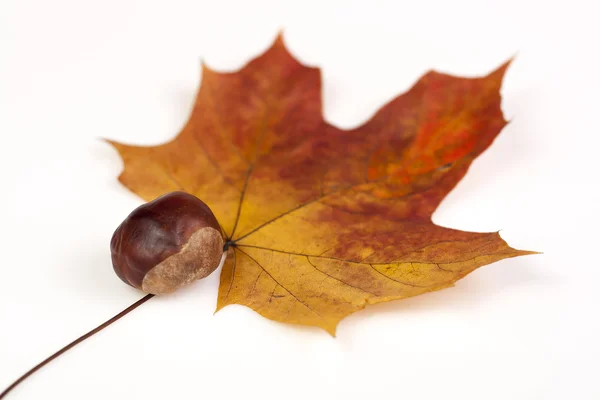 sonbahar leafes üzerinde kestane.