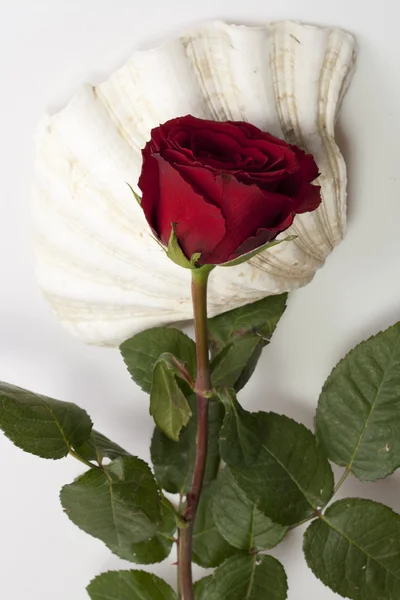 çiçekli kompozisyon