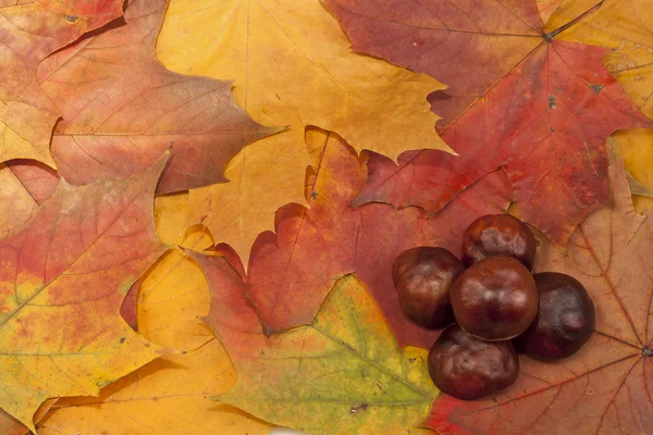 Châtaignes sur feuilles d'automne . Photos De Stock Libres De Droits