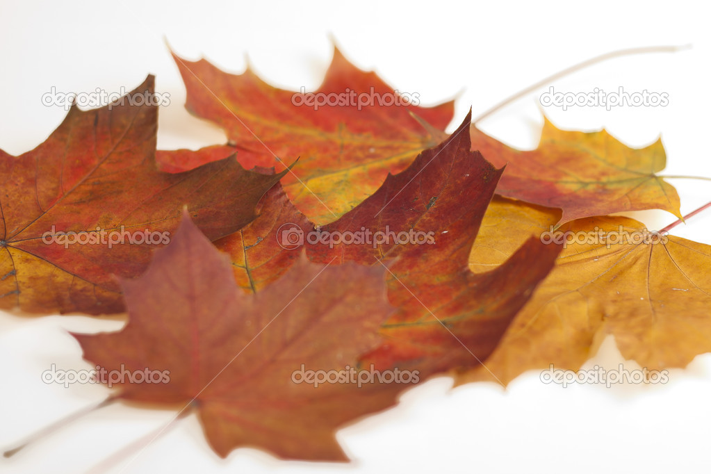 Autumn leafes