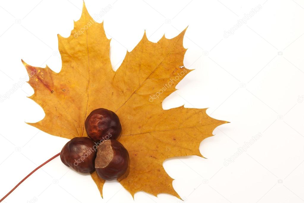 Chestnuts on autumn leafes.