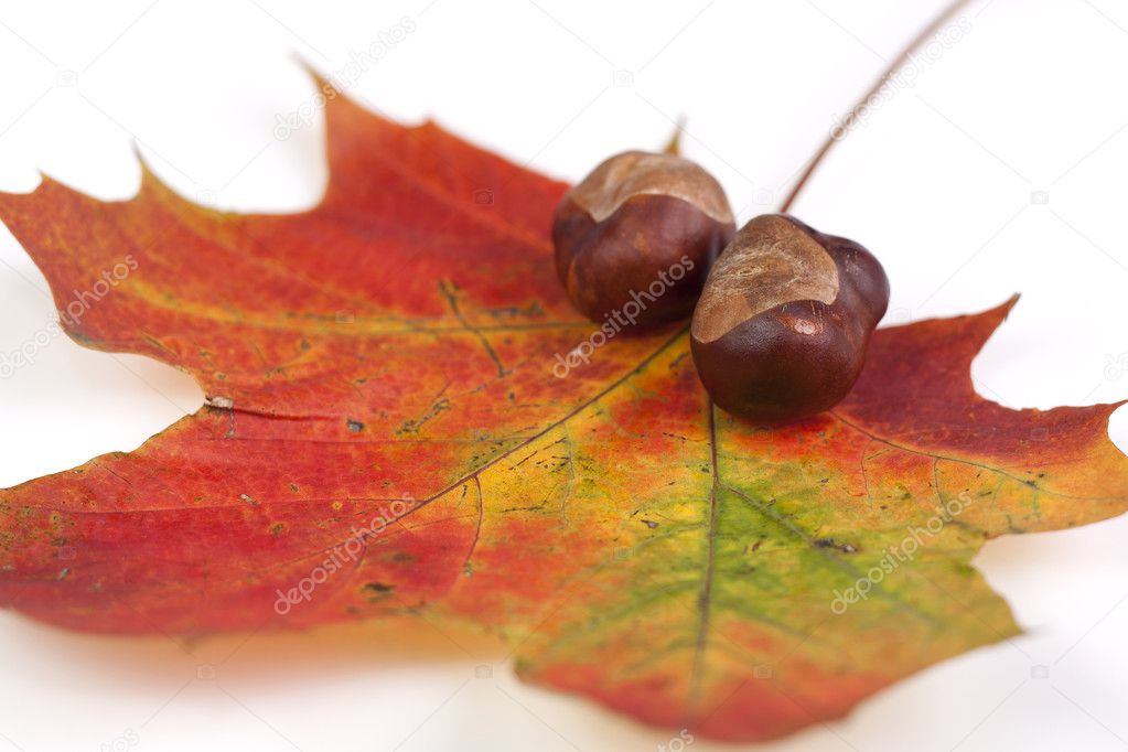 Chestnuts on autumn leafes.