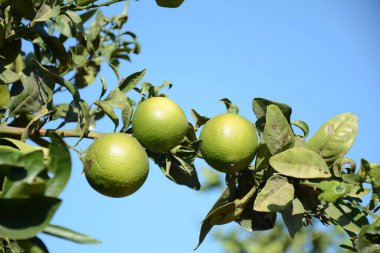 Meyve bahçesindeki yeşil portakallar.