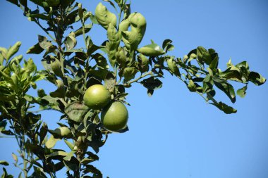 Meyve bahçesindeki yeşil portakallar.