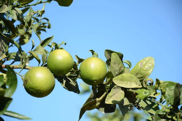 Meyve bahçesindeki yeşil portakallar.