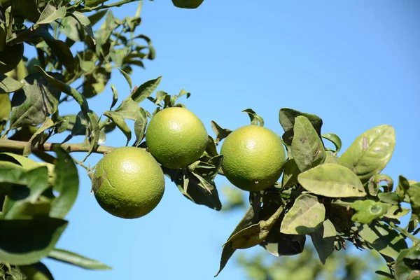 Meyve bahçesindeki yeşil portakallar.