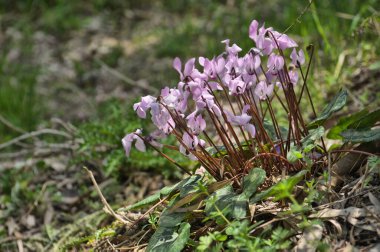 Cyclamen persicum İsrail 'de bir ormanda yetişiyor.