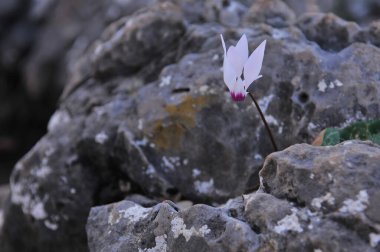 Cyclamen persicum İsrail 'de bir ormanda yetişiyor.