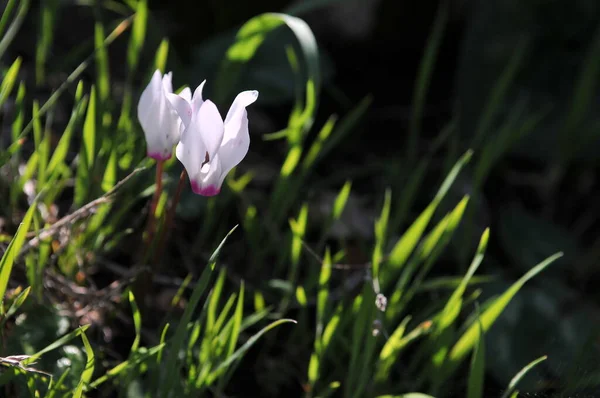 Cyclamen Persicum Cresce Uma Floresta Israel — Fotografia de Stock