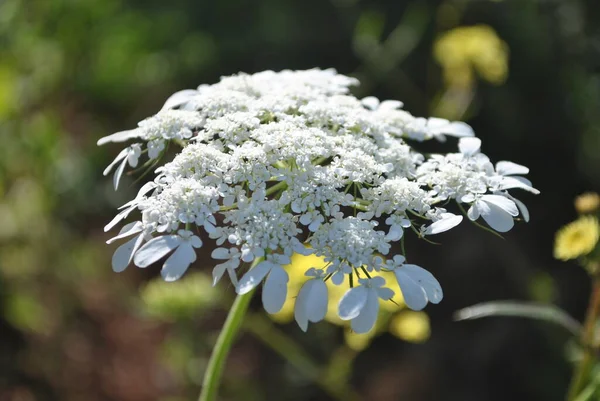 Obrázek Květu Divoké Mrkve Daucus Carota Rostliny Nebo Indické Mrkev — Stock fotografie