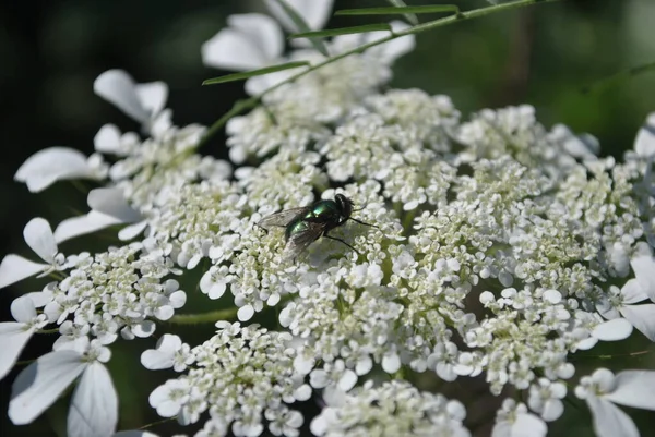 Εικόνα Ενός Φυτού Άγριων Καρότων Daucus Carota Λευκών Λουλουδιών Και — Φωτογραφία Αρχείου