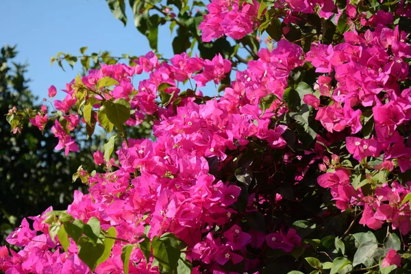 Krásné Barevné Květy Bougainvillea Růžová Červená Bougainvillea Keř Květiny — Stock fotografie