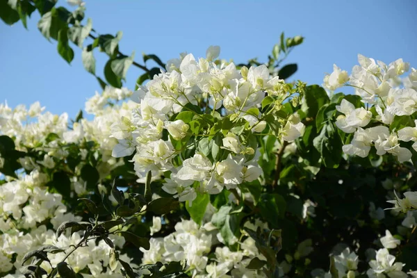 美丽多姿多彩的花 白色的小花 灌木和花朵 — 图库照片