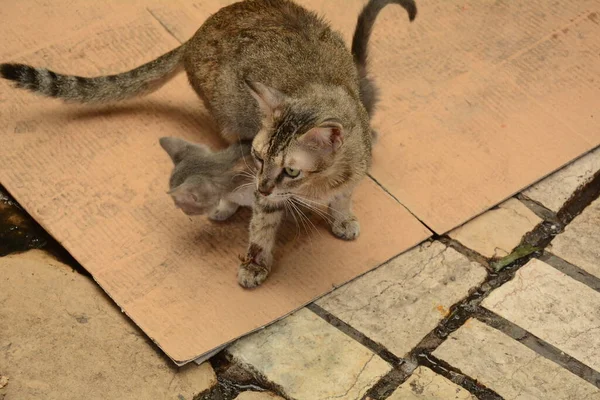 Gato Rayado Protege Gatito Calle Acre Israel Akko — Foto de Stock