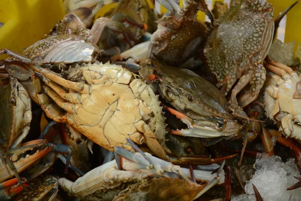 stock image Blue Crabs stored in a live box for selling.  Akko market. Akko(Acre), Israel.