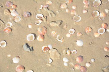 Deniz kabukları arka planda. Kumsalda deniz kabukları