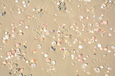 Deniz kabukları arka planda. Kumsalda deniz kabukları