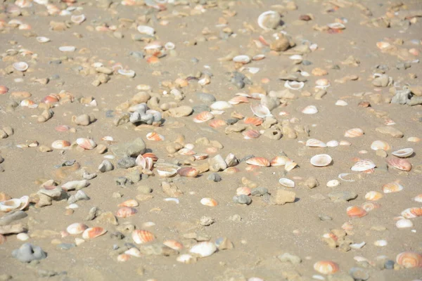 Conchiglie Mare Sfondo Conchiglie Spiaggia — Foto Stock