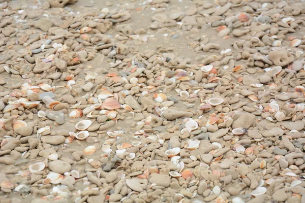 Conchiglie Mare Sfondo Conchiglie Spiaggia — Foto Stock