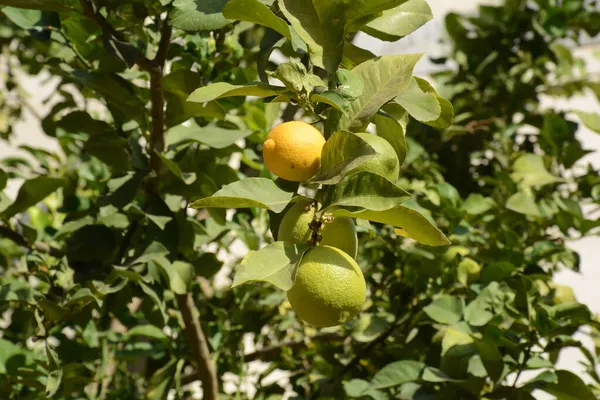 Frutto Limone Sul Ramo Mazzi Limoni Freschi Albero Limone Giardino — Foto Stock