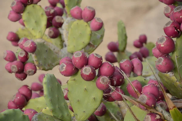 Prickly pear cactus with fruit in purple color, cactus spines.