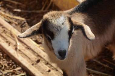 Hayvanat bahçesindeki keçi çocuk. Bir keçiye yaklaş