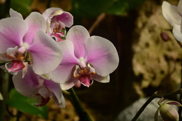 Orquídeas Dos Maiores Mais Diversos Grupos Plantas Com Flores Parque — Fotografia de Stock