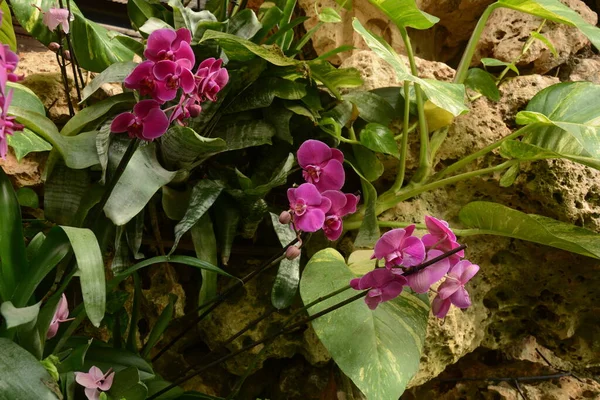 兰花是开花植物中最大 种类最多的一类 热带植物园Utopia 以色列 — 图库照片
