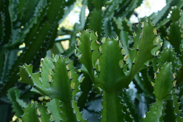 Candelabra Cactus Species Cactus Endemic Galapagos Islands Tropical Plants Utopia — Stock Photo, Image