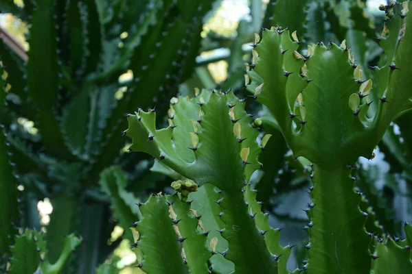 Candelabra Cactus Species Cactus Endemic Galapagos Islands Tropical Plants Utopia — Stock Photo, Image