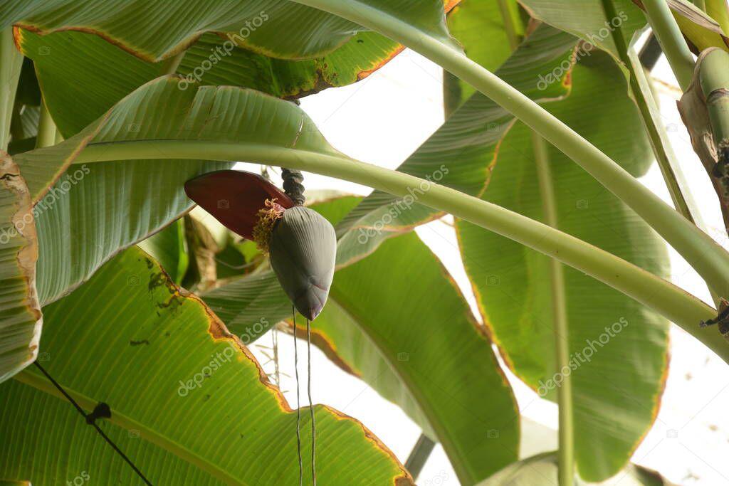 Flower bud of banana tree with a bunch of bananas in Utopia Orchid Park, Israel