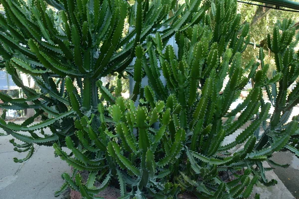 Candelabra Cactus Вид Кактусових Ендеміків Галапагоських Островів Тропічні Рослини Утопічному — стокове фото