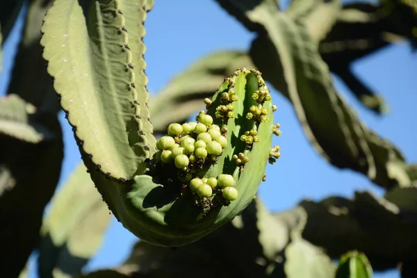 Kaktus Svícen Druh Kaktusu Endemického Pro Galapágy Tropické Rostliny Utopia — Stock fotografie