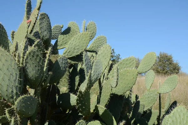 Sabra Cactus Plant Israel Opuntia Cactus Large Flat Pads Red — Stock Photo, Image