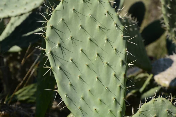 Sabra Cactus Fabriek Israël Opuntia Cactus Met Grote Platte Kussens — Stockfoto