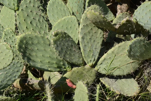 Sabra Cactus Plant Israel Opuntia Cactus Large Flat Pads Red — Stock Photo, Image