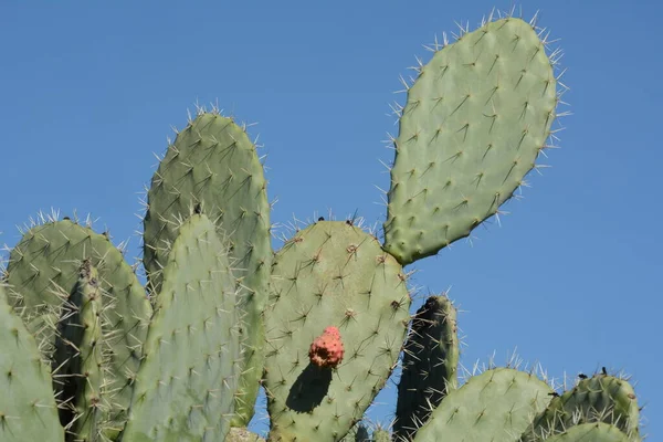 Sabra Kaktusík Izrael Opuntia Kaktus Velkými Plochými Polštářky Červeným Trnitým — Stock fotografie