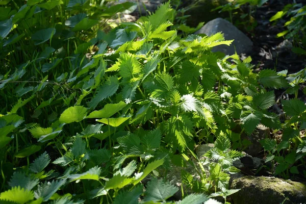 森林里新鲜的绿荨麻 刺鼻的荨麻 一丛丛的荨麻 药用植物 — 图库照片