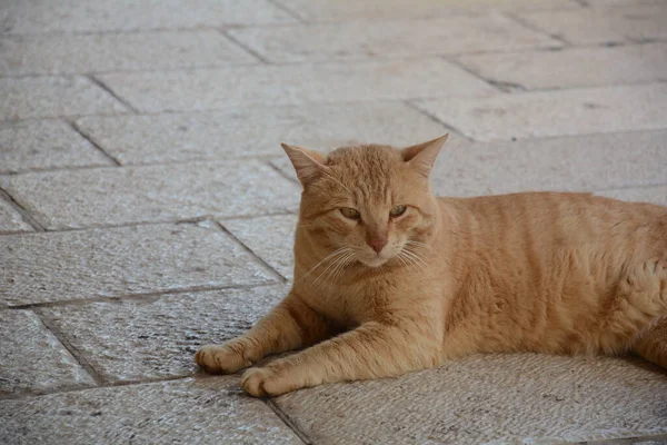 Gato Paseante Rojo Está Acostado Pavimento Animales Lindos Fauna Urbana — Foto de Stock