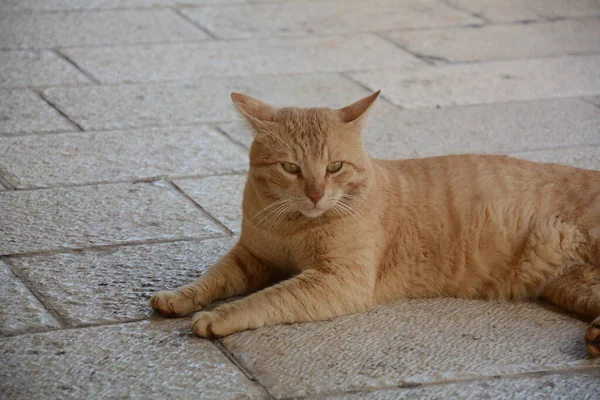 Κόκκινη Γάτα Είναι Ξαπλωμένη Στο Πεζοδρόμιο Γλυκά Ζώα Πανίδα Της — Φωτογραφία Αρχείου