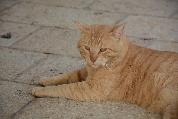 Gato Vermelho Está Deitado Pavimento Animais Giros Cidade Fauna — Fotografia de Stock