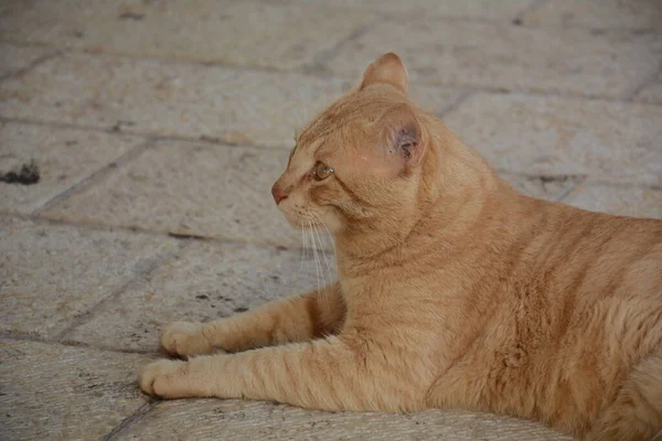 Gato Paseante Rojo Está Acostado Pavimento Animales Lindos Fauna Urbana — Foto de Stock