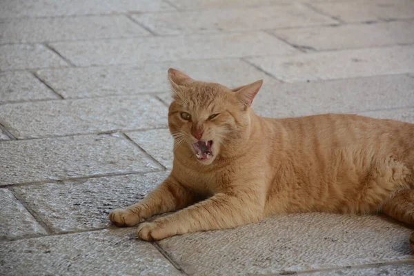 Gato Paseante Rojo Está Acostado Pavimento Animales Lindos Fauna Urbana — Foto de Stock