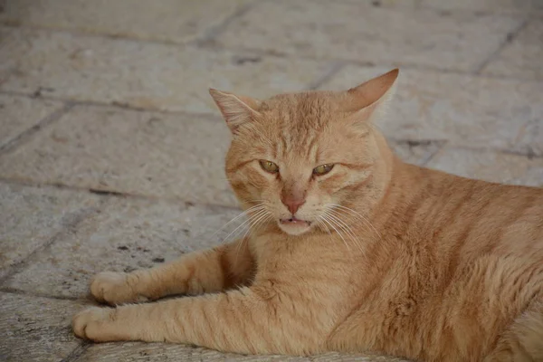 Gato Paseante Rojo Está Acostado Pavimento Animales Lindos Fauna Urbana — Foto de Stock