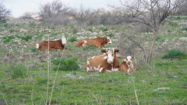 İsrail 'in kuzeyindeki Golan Tepeleri' ndeki bir çayırda büyük bir beyaz-kahverengi inek ve bir buzağı yeşil çimlerin üzerinde uzanır.