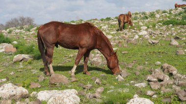 Yarı vahşi, kızılımsı kahverengi aygır, Golan Tepeleri, İsrail 'de, Otları Yiyen