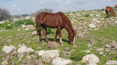 Yarı vahşi, kızılımsı kahverengi aygır, Golan Tepeleri, İsrail 'de, Otları Yiyen