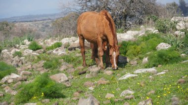 Yarı vahşi, kızılımsı kahverengi aygır, Golan Tepeleri, İsrail 'de, Otları Yiyen